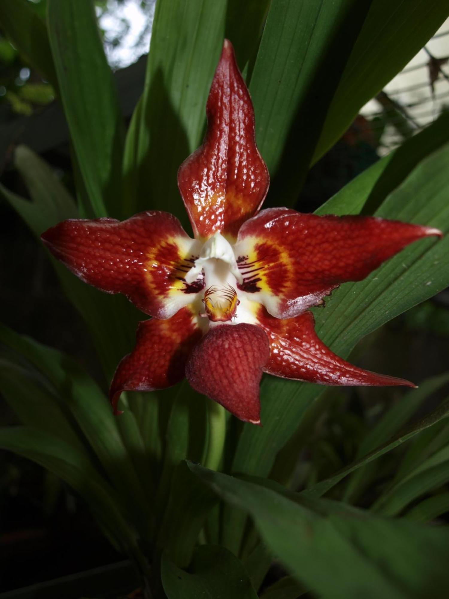 Cabanas Armonia Y Jardin De Orquideas ميندو المظهر الخارجي الصورة