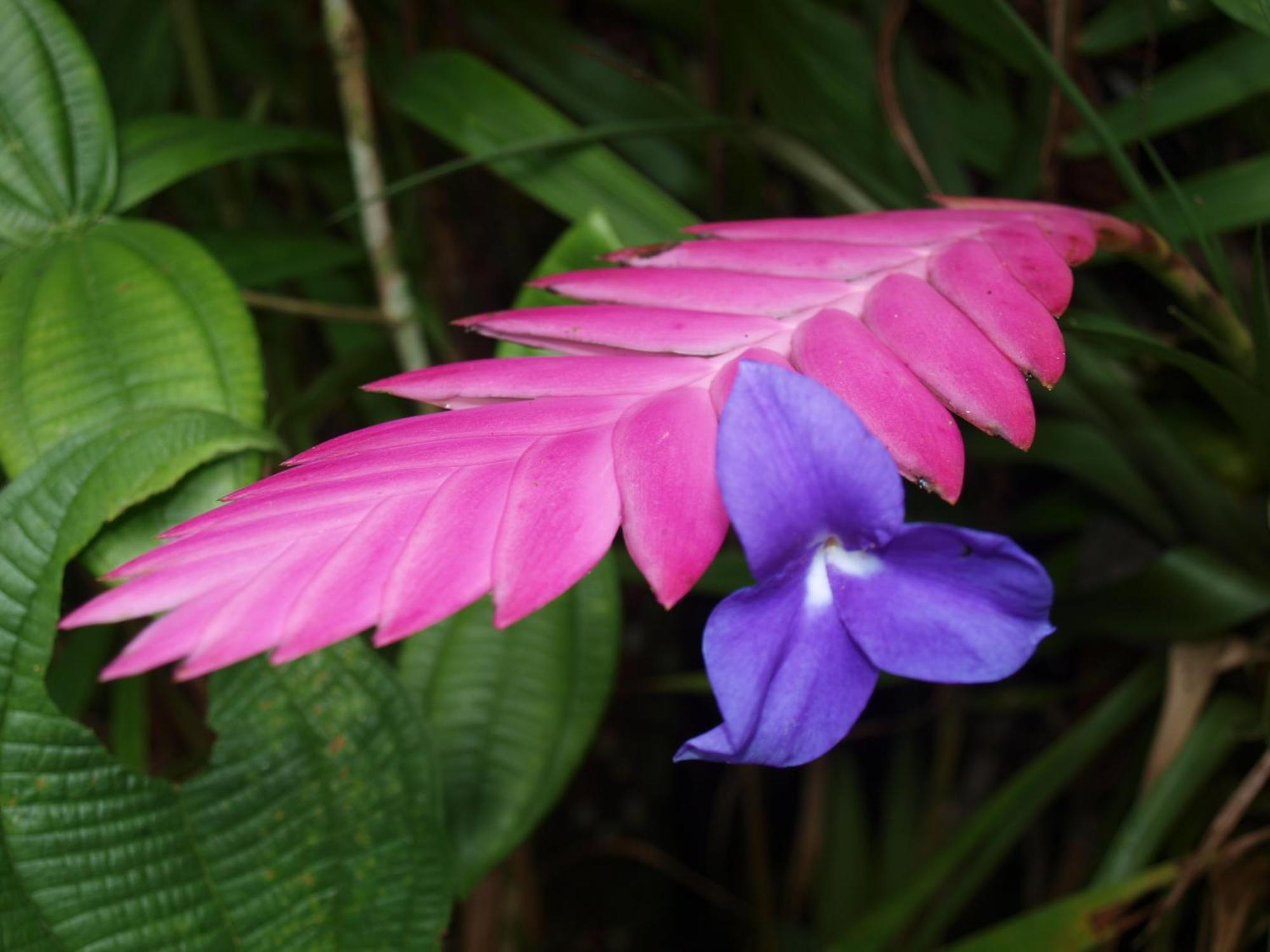 Cabanas Armonia Y Jardin De Orquideas ميندو المظهر الخارجي الصورة