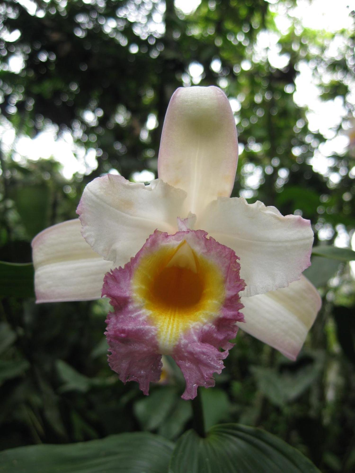 Cabanas Armonia Y Jardin De Orquideas ميندو المظهر الخارجي الصورة